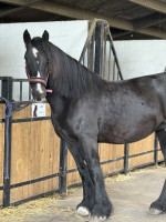 Vente de cheval : moonlight lady 